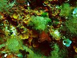 Talli frammisti a Dictyota ssp. e Peyssonnelia spp